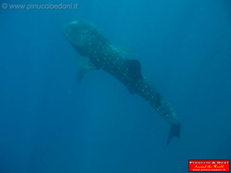 Djibouti - Pinuccio e Doni in immersione con Squalo Balena - 02.jpg